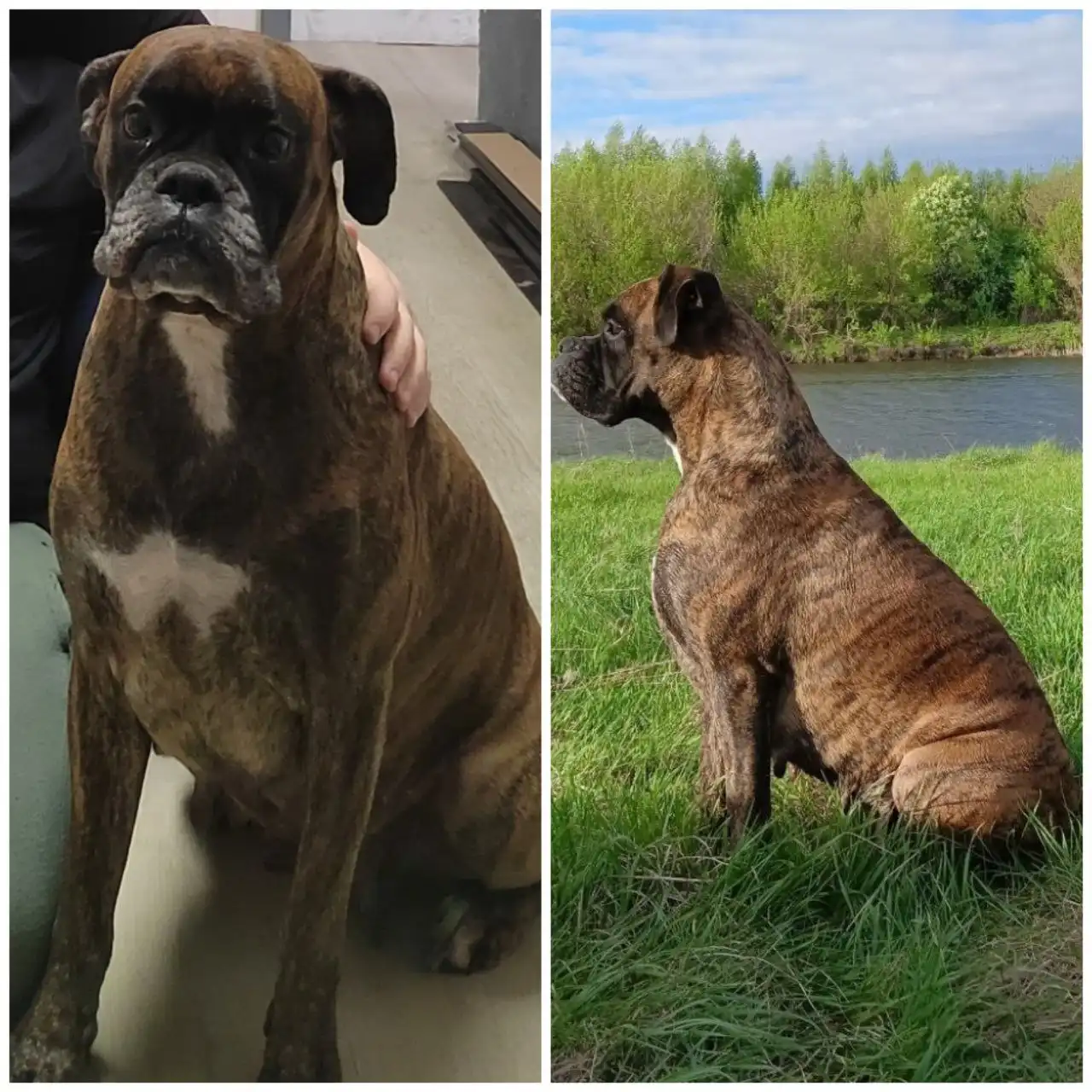 Пропала собака породы боксер в Новых Бурасах - Пропавшие животные (Животные) в Новые Бурасы