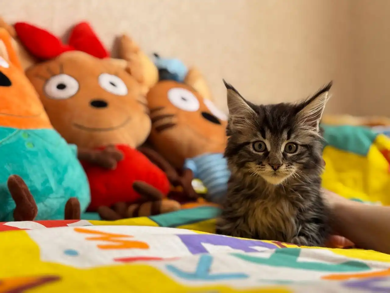 Продажа котят Мейн-Кун полидакт - Кошки (Животные) в Бурасы