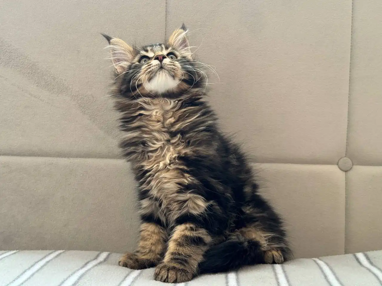 Продажа котят Мейн-Кун полидакт - Кошки (Животные) в Бурасы