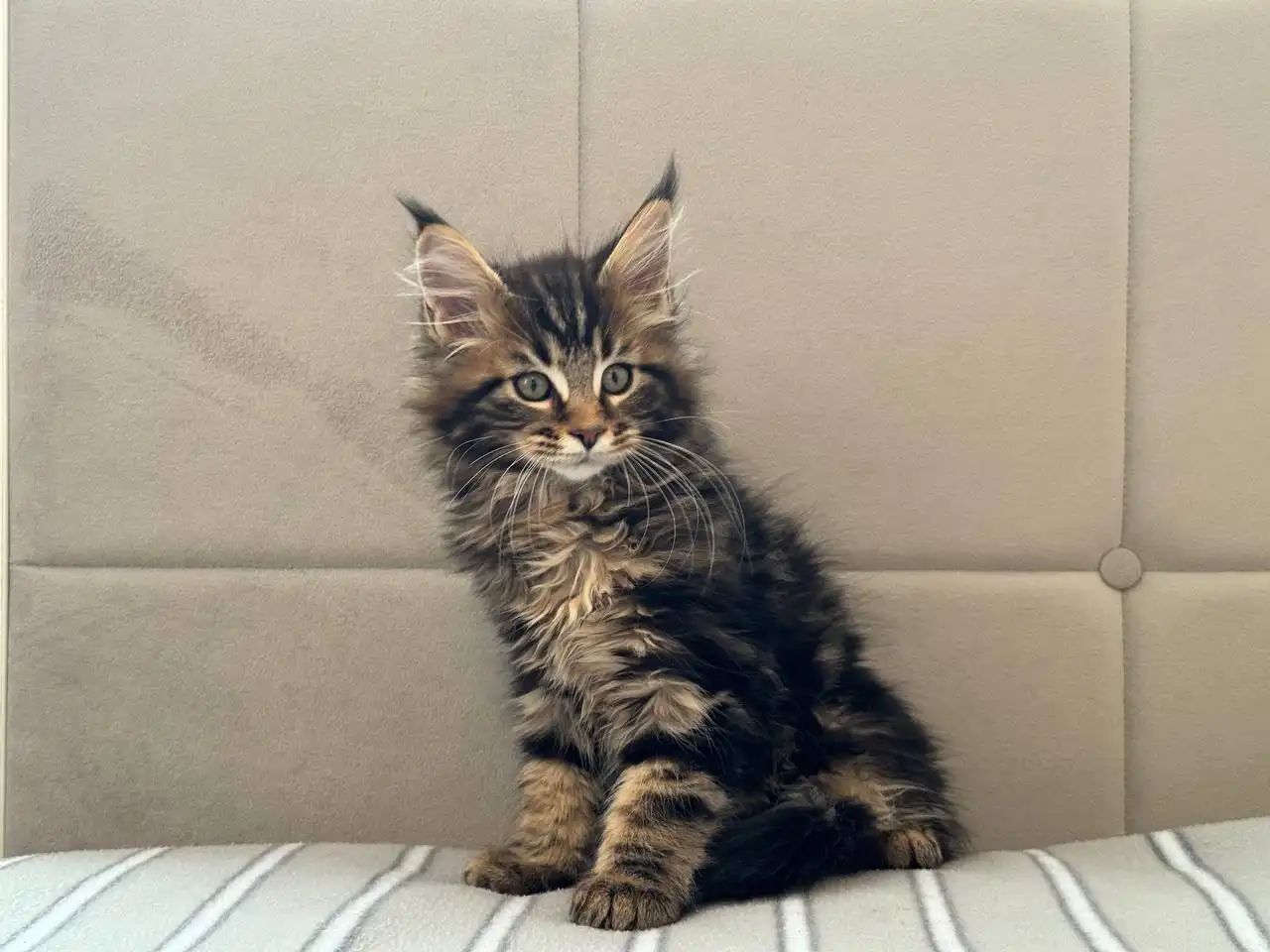 Продажа котят Мейн-Кун полидакт - Кошки (Животные) в Бурасы