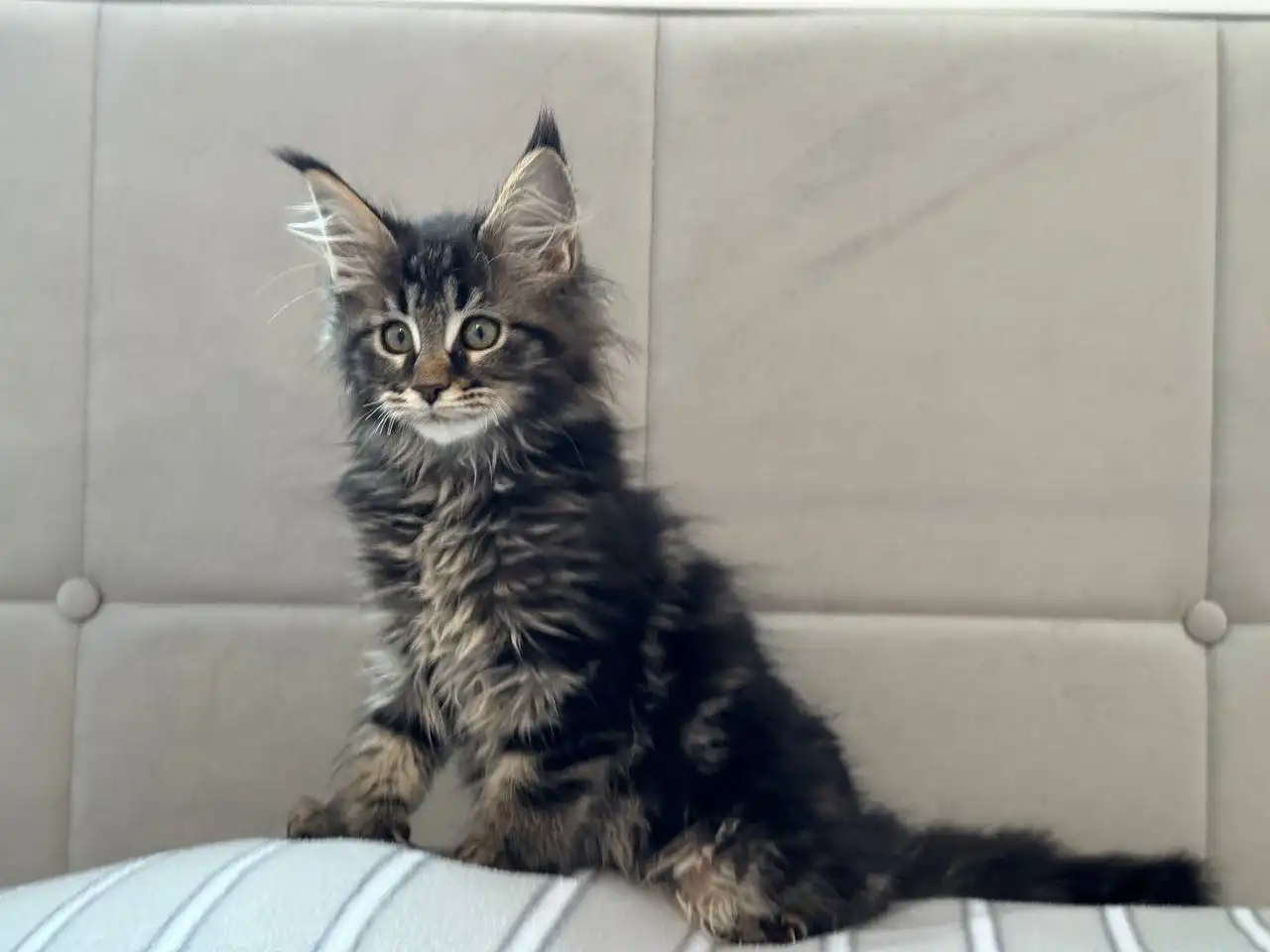 Продажа котят Мейн-Кун полидакт - Кошки (Животные) в Бурасы