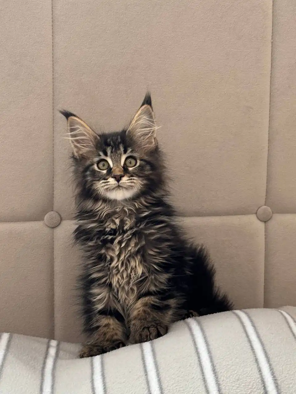 Продажа котят Мейн-Кун полидакт - Кошки (Животные) в Бурасы