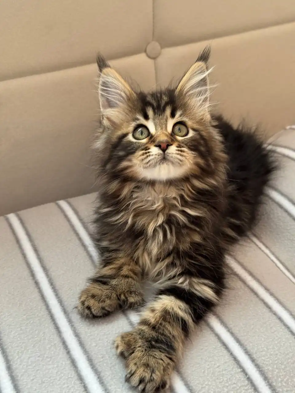 Продажа котят Мейн-Кун полидакт - Кошки (Животные) в Бурасы