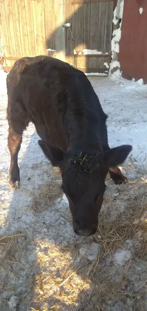 Продажа тёлочки - Пропавшие животные в Бурасы