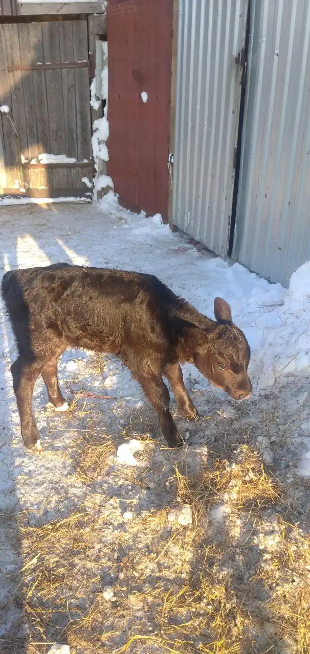 Продажа тёлочки - Крупный рогатый скот (Животные) в Бурасы