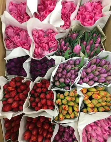 Предзаказ тюльпанов к 8 марта - частное объявление в Бурасы