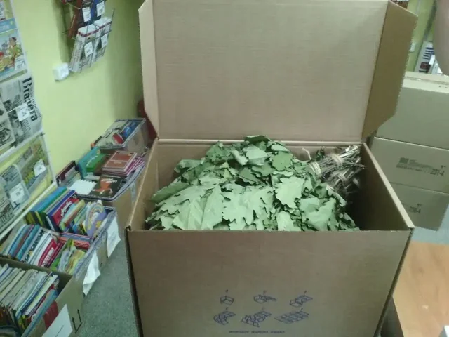 Веники в Нижнем Новгороде - Растения в Нижний Новгород