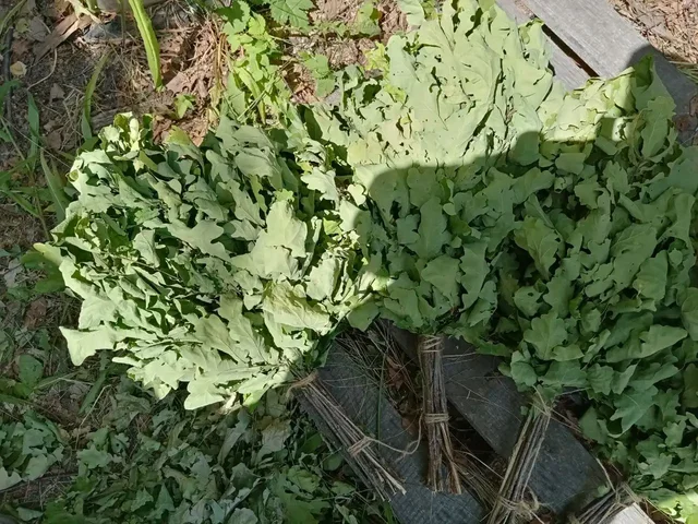 Продажа веников - Разное в Нижний Новгород