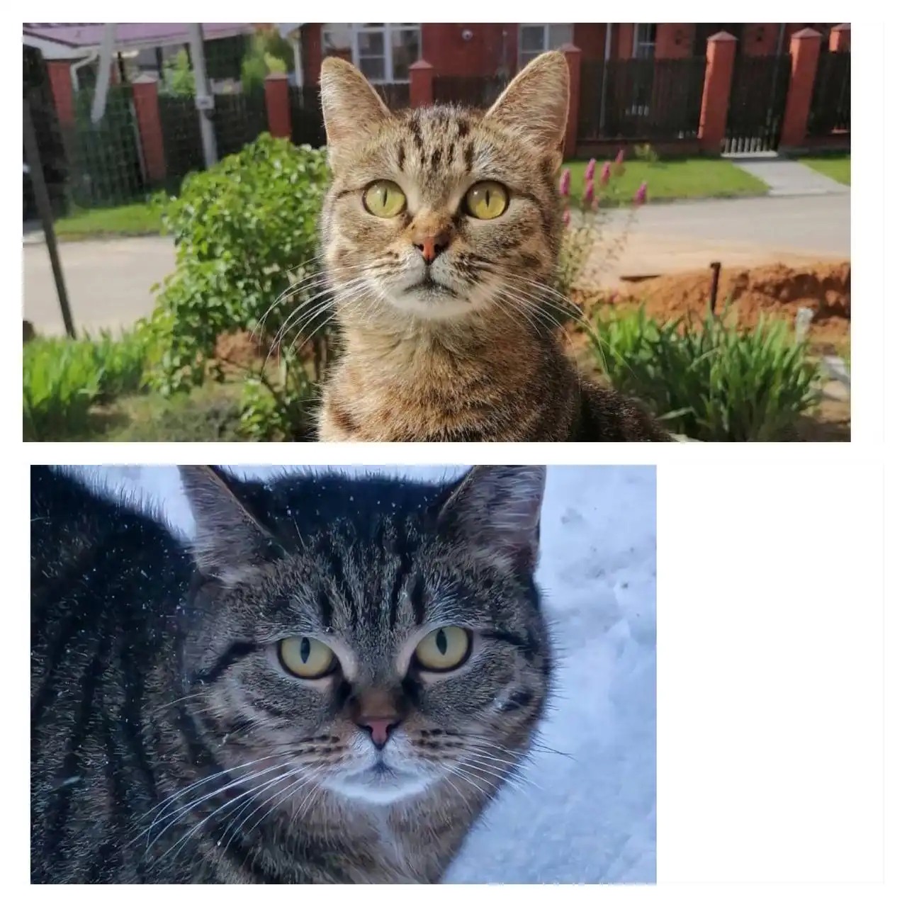 Пристрой ласковой кошки из-за аллергии ребенка - Кошки (Животные) в Нижний Новгород