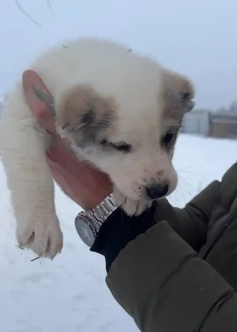 Продажа щенков САО алабаев - частное объявление в Семенов