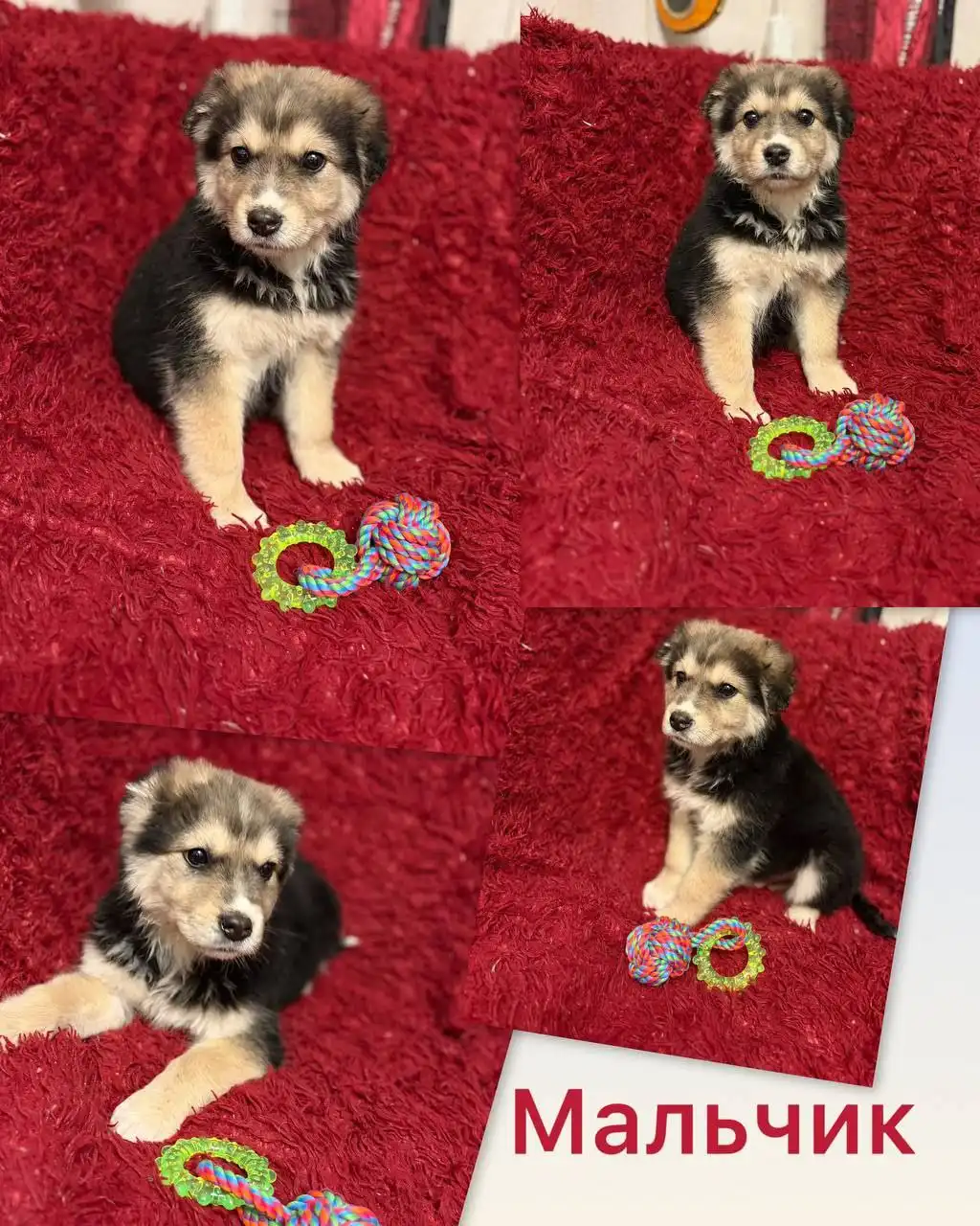 Щенки в добрые и ответственные руки - Собаки (Животные) в Нижний Новгород