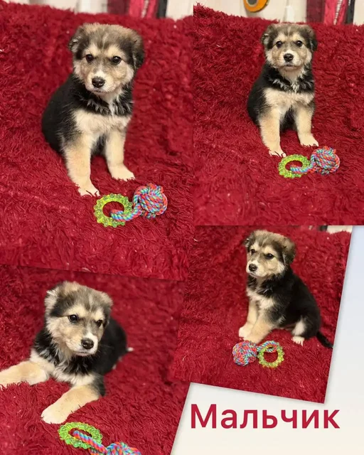 Щенки в добрые и ответственные руки - Животные в Нижний Новгород