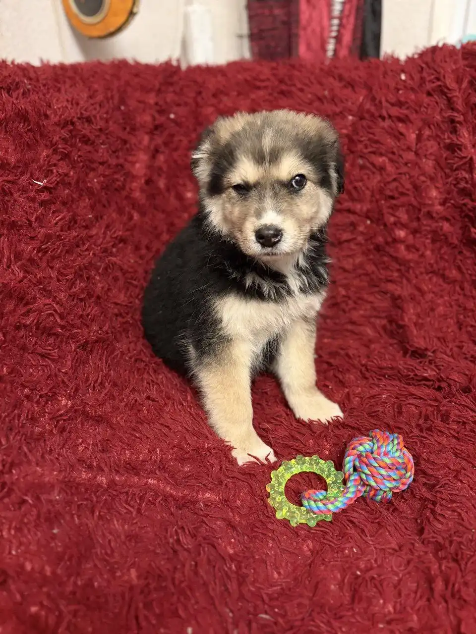 Щенки в добрые и ответственные руки - Собаки (Животные) в Нижний Новгород