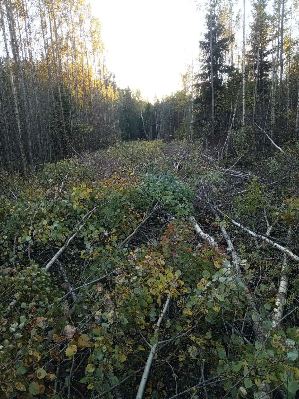 Расчистка участков под строительство под ключ - Строительные и ремонтные работы (Услуги) в Санкт-Петербург