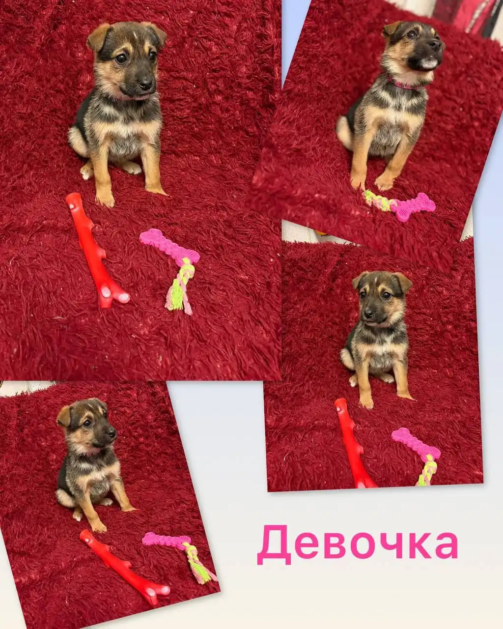 Щенки для ответственных рук - Собаки (Животные) в Нижний Новгород