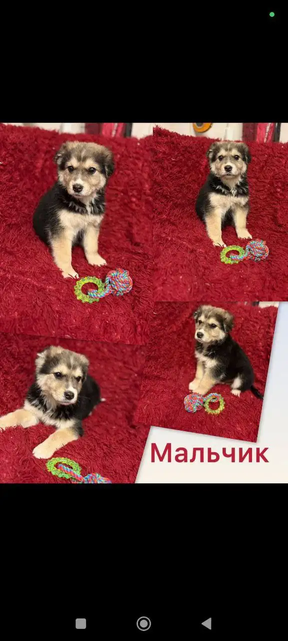 Щенки в добрые руки - Собаки (Животные) в Нижний Новгород