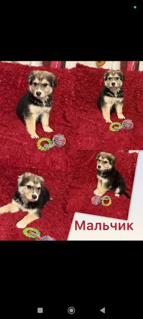 Щенки в добрые руки - Животные в Нижний Новгород