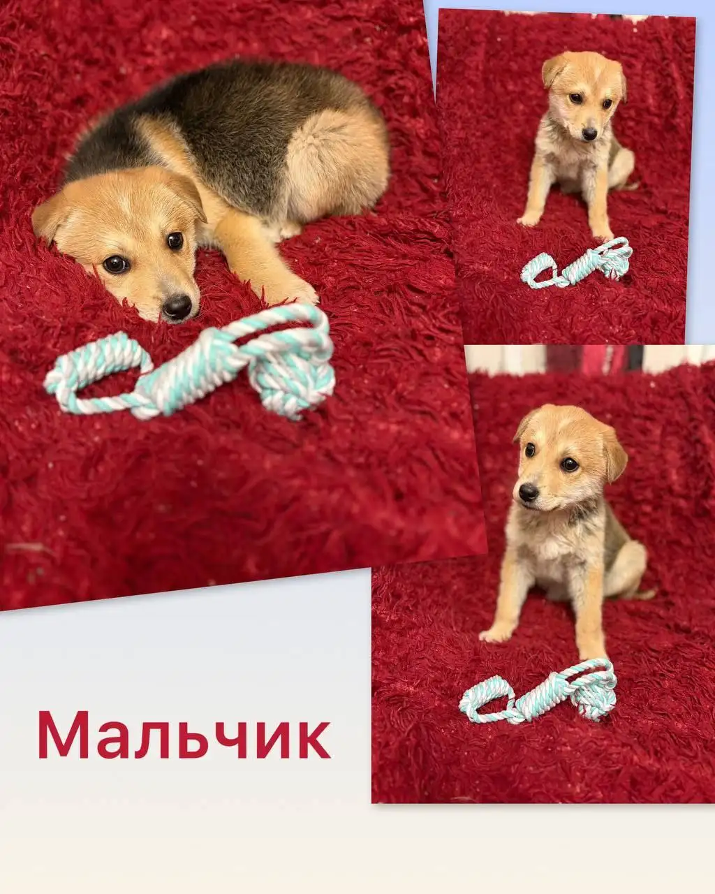 Щенки в добрые руки - Собаки (Животные) в Нижний Новгород