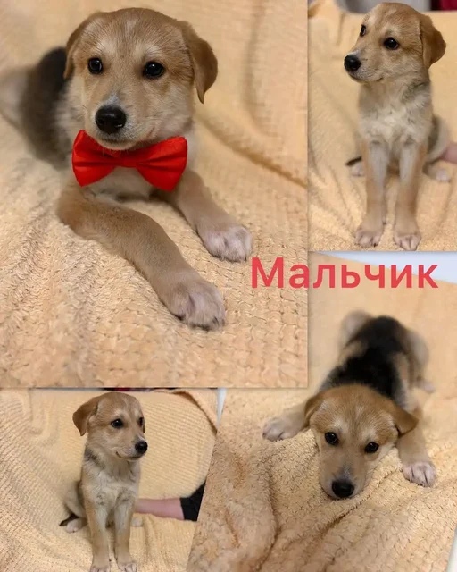 Щенки в добрые и ответственные ручки - Животные в Нижний Новгород