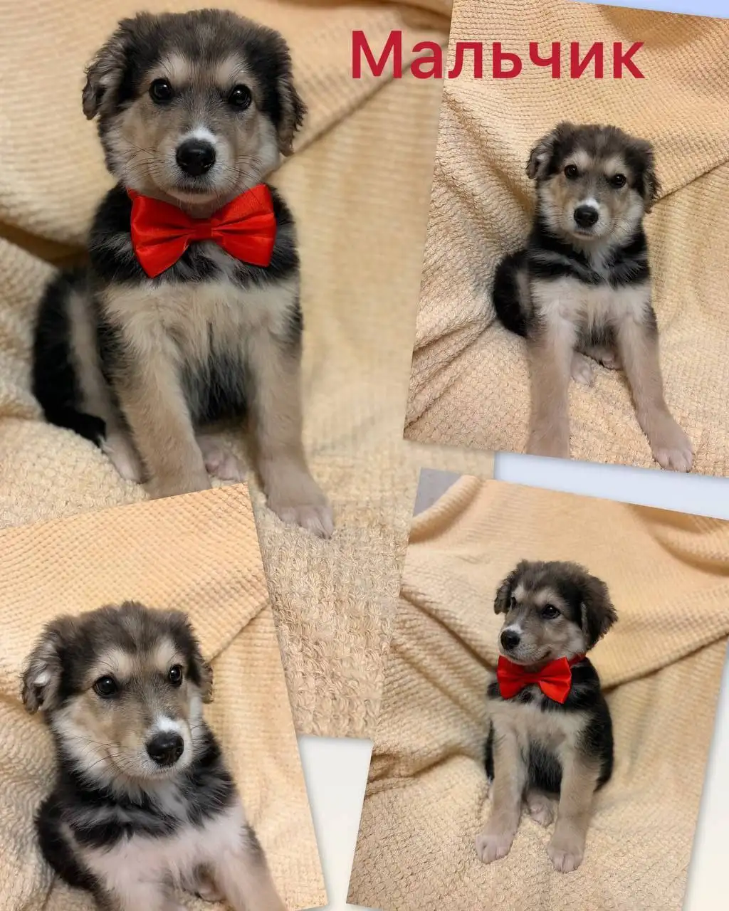 Щенки в добрые и ответственные ручки - Собаки (Животные) в Нижний Новгород