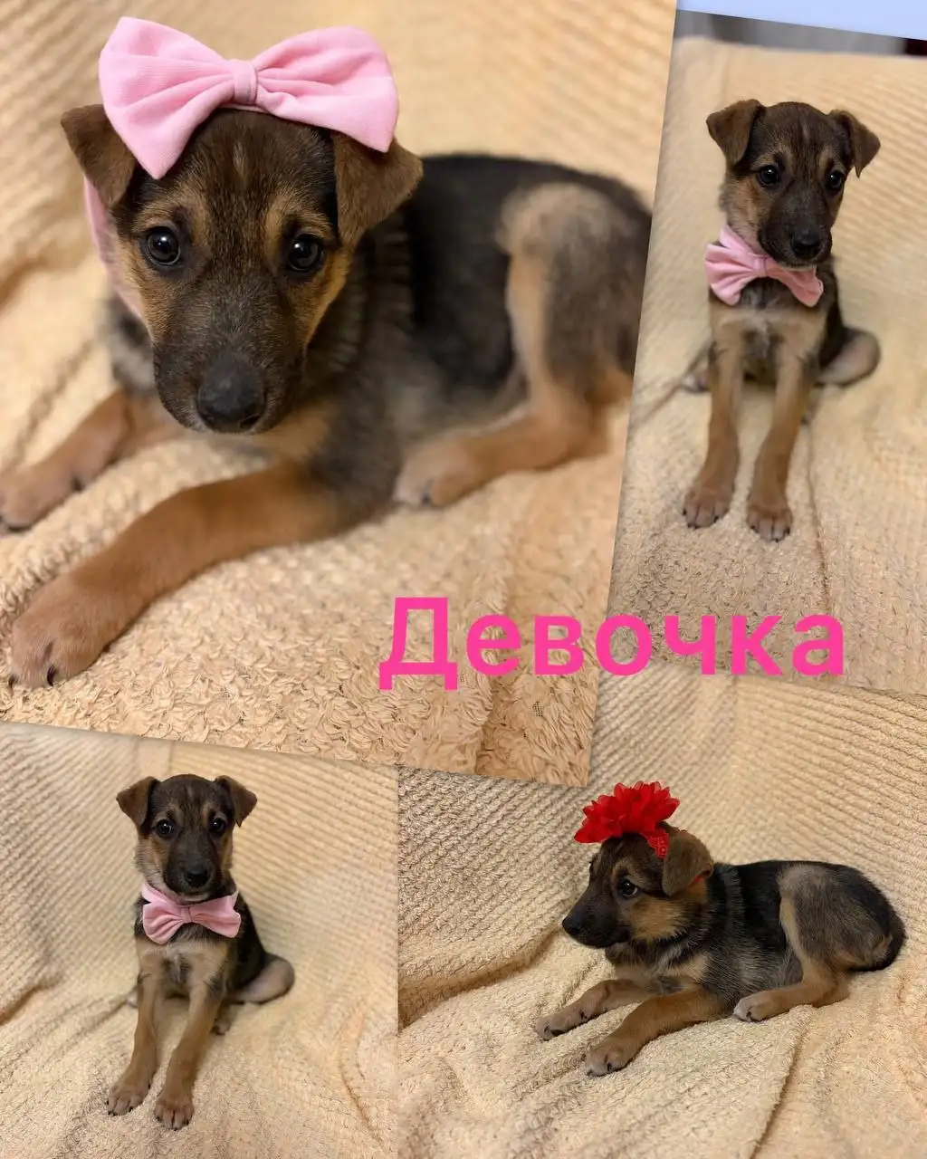 Щенки в добрые и ответственные ручки - Собаки (Животные) в Нижний Новгород