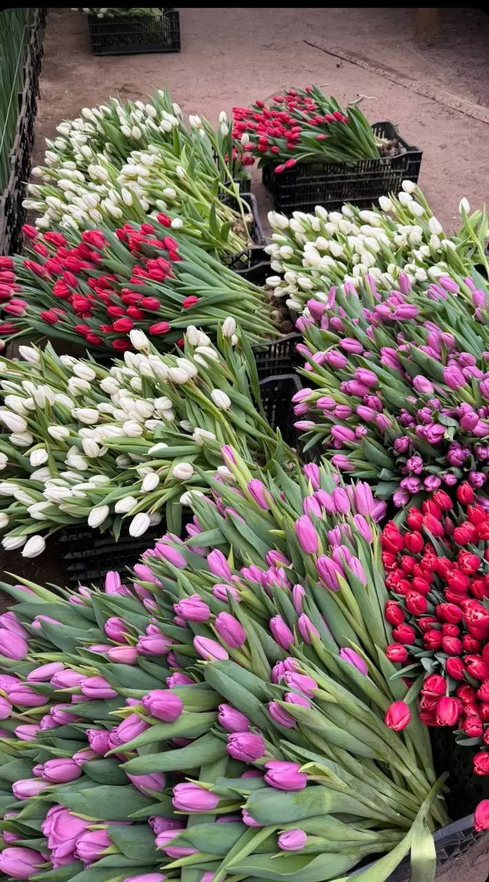 Бронирование тюльпанов к 8 марта - Цветы (Хобби и отдых) в Нижний Новгород