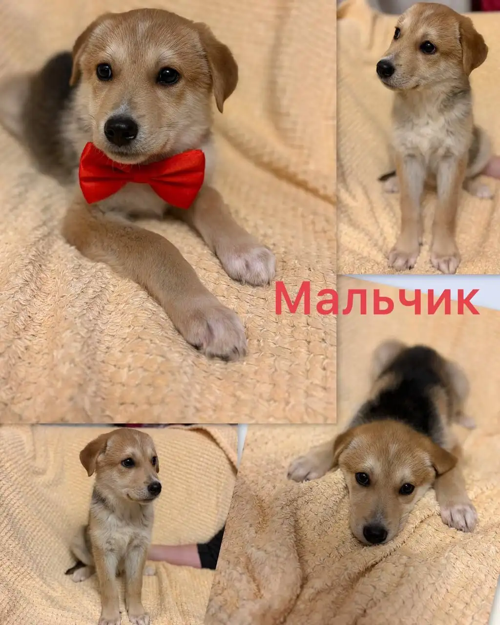 Щенки 2 месяца ищут дом - Собаки (Животные) в Нижний Новгород