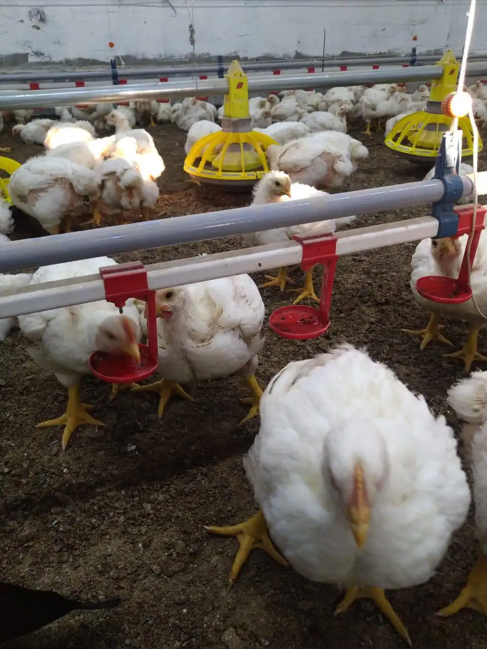 Фермерская продукция с доставкой до двери по Нижегородской области - Продукты питания (Барахолка) в Нижний Новгород