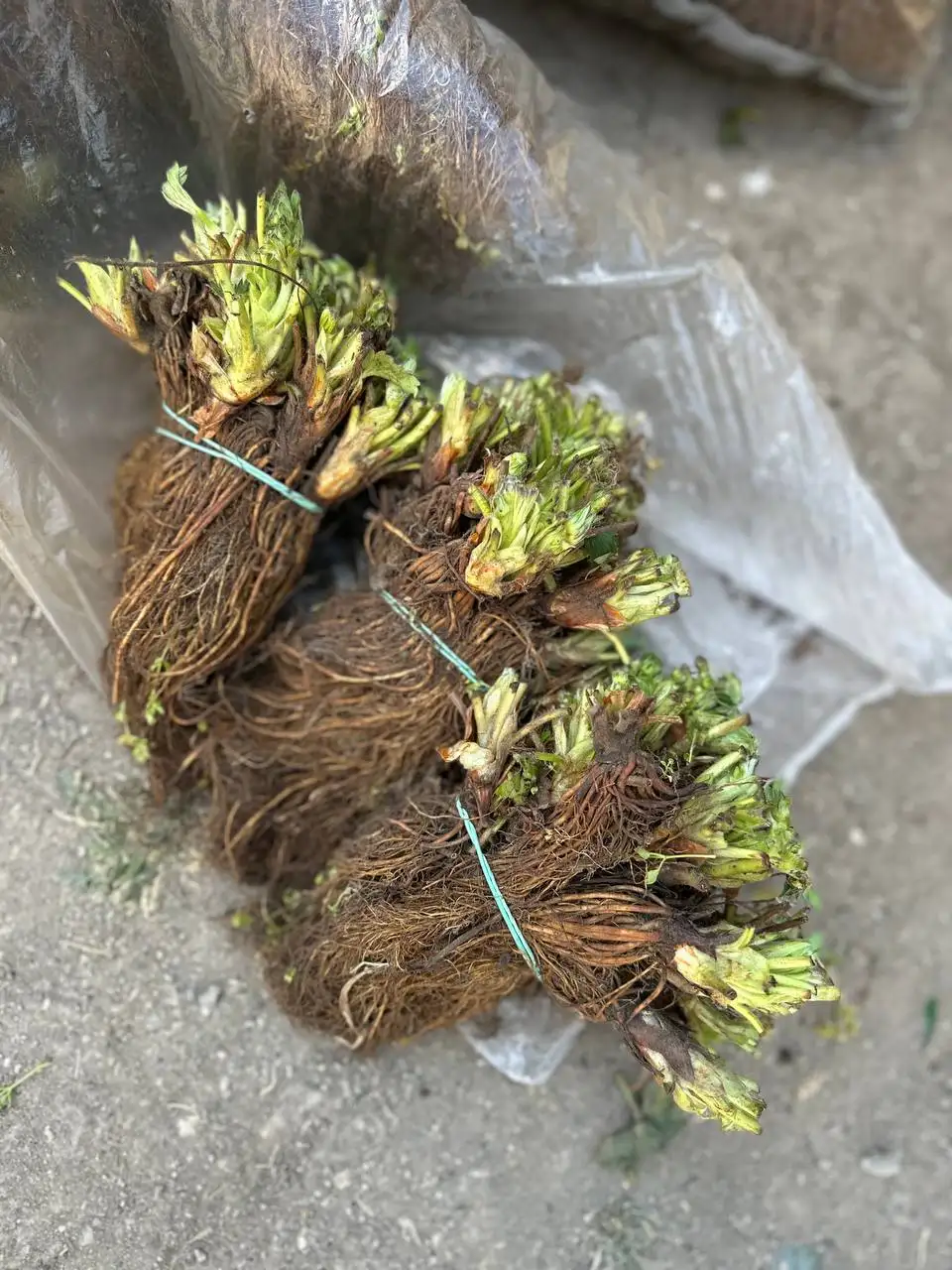 Саженцы клубники фриго - Садоводство (Хобби и отдых) в Нижний Новгород