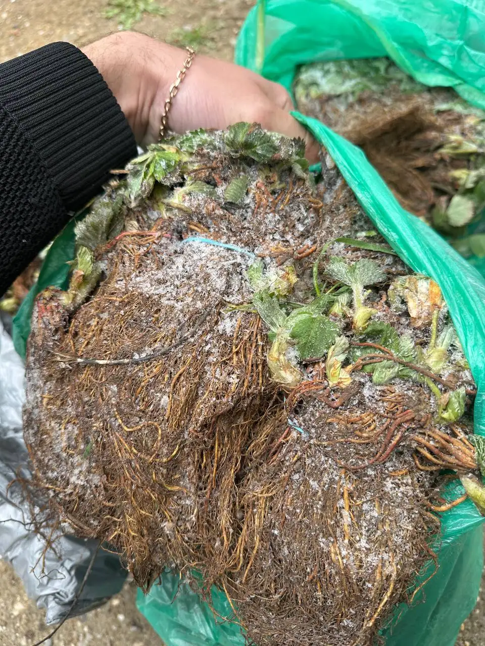 Саженцы клубники фриго - Садоводство (Хобби и отдых) в Нижний Новгород