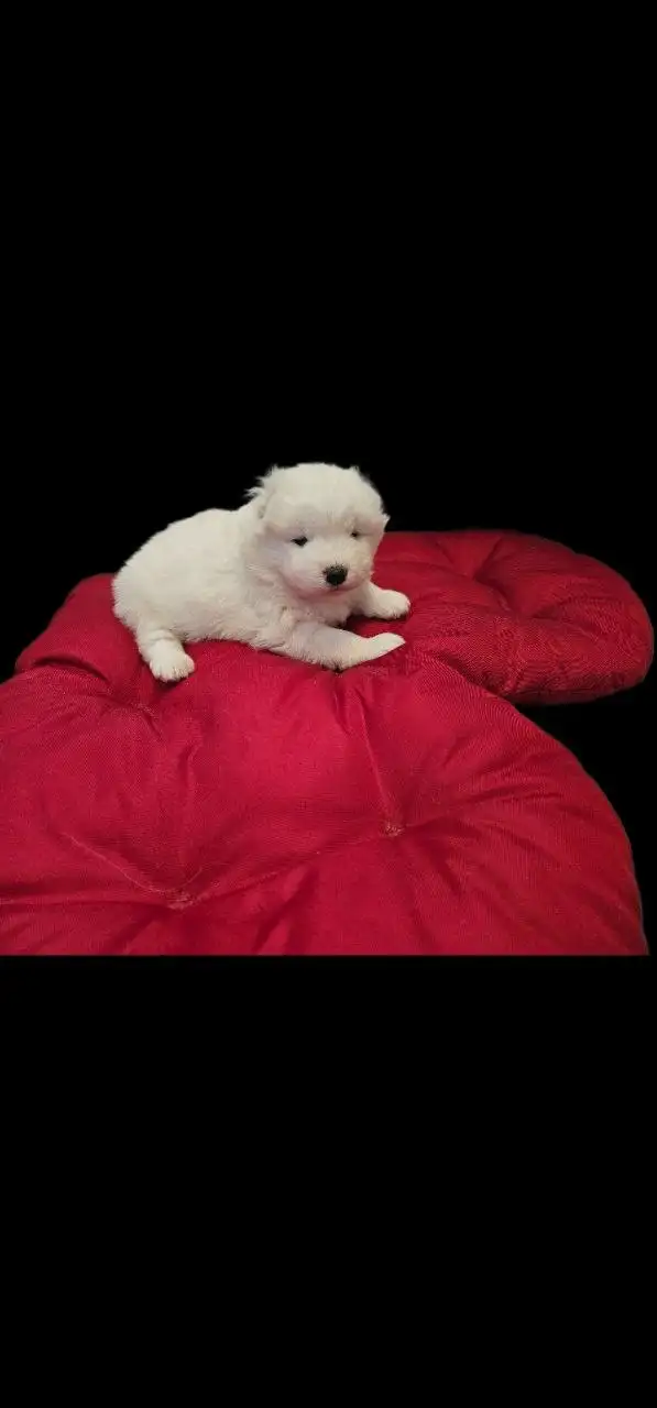 Щеночки-самоеды и катание на упряжке - Собаки (Животные) в Нижний Новгород