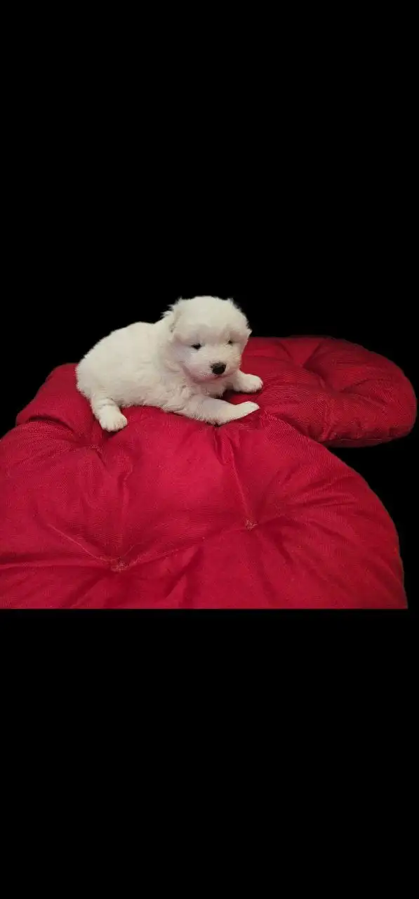 Щеночки-самоеды и катание на упряжке - Собаки (Животные) в Нижний Новгород