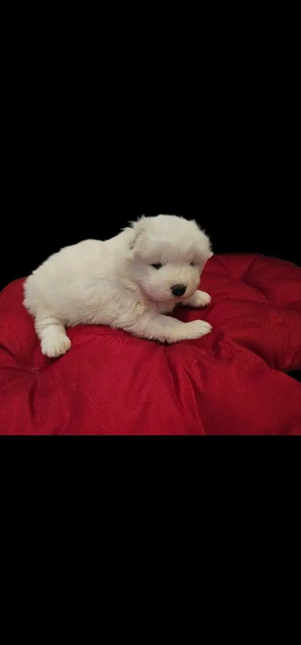 Щеночки-самоеды и катание на упряжке - Собаки (Животные) в Нижний Новгород