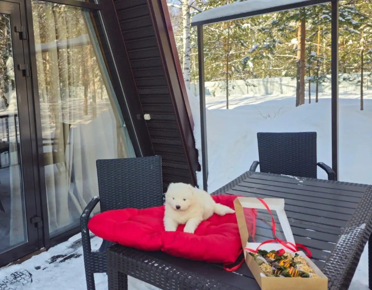 Щеночки-самоеды и катание на упряжке - Собаки (Животные) в Нижний Новгород