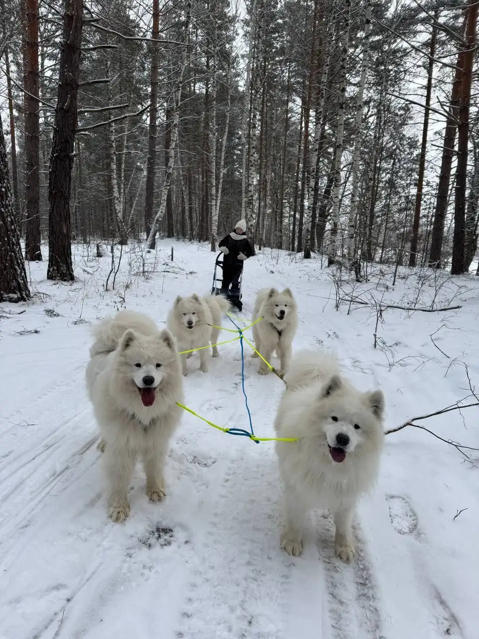 Отдых загородом с комплексным обслуживанием - Туризм и отдых (Хобби и отдых) в Нижний Новгород