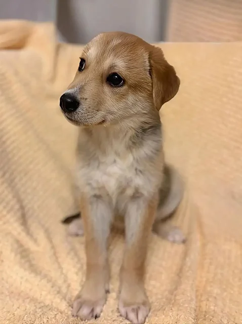 Срочно нужна помощь с рекламой для котят - Животные в Нижний Новгород