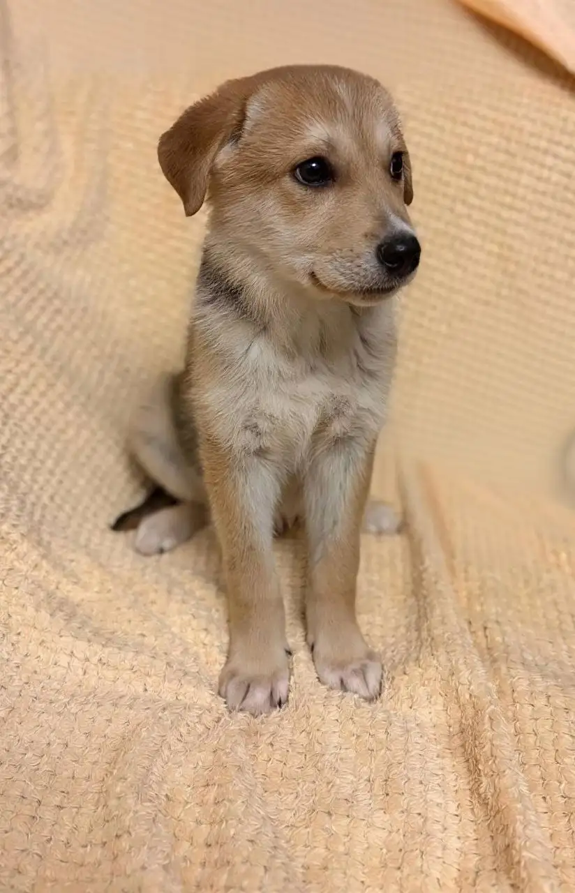 Срочно нужна помощь с рекламой для котят - Кошки/Котята (Животные) в Нижний Новгород