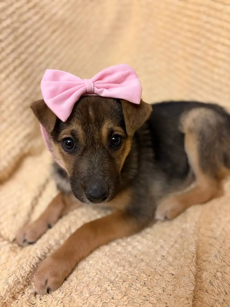 Срочно нужна помощь с рекламой для котят - Кошки/Котята (Животные) в Нижний Новгород