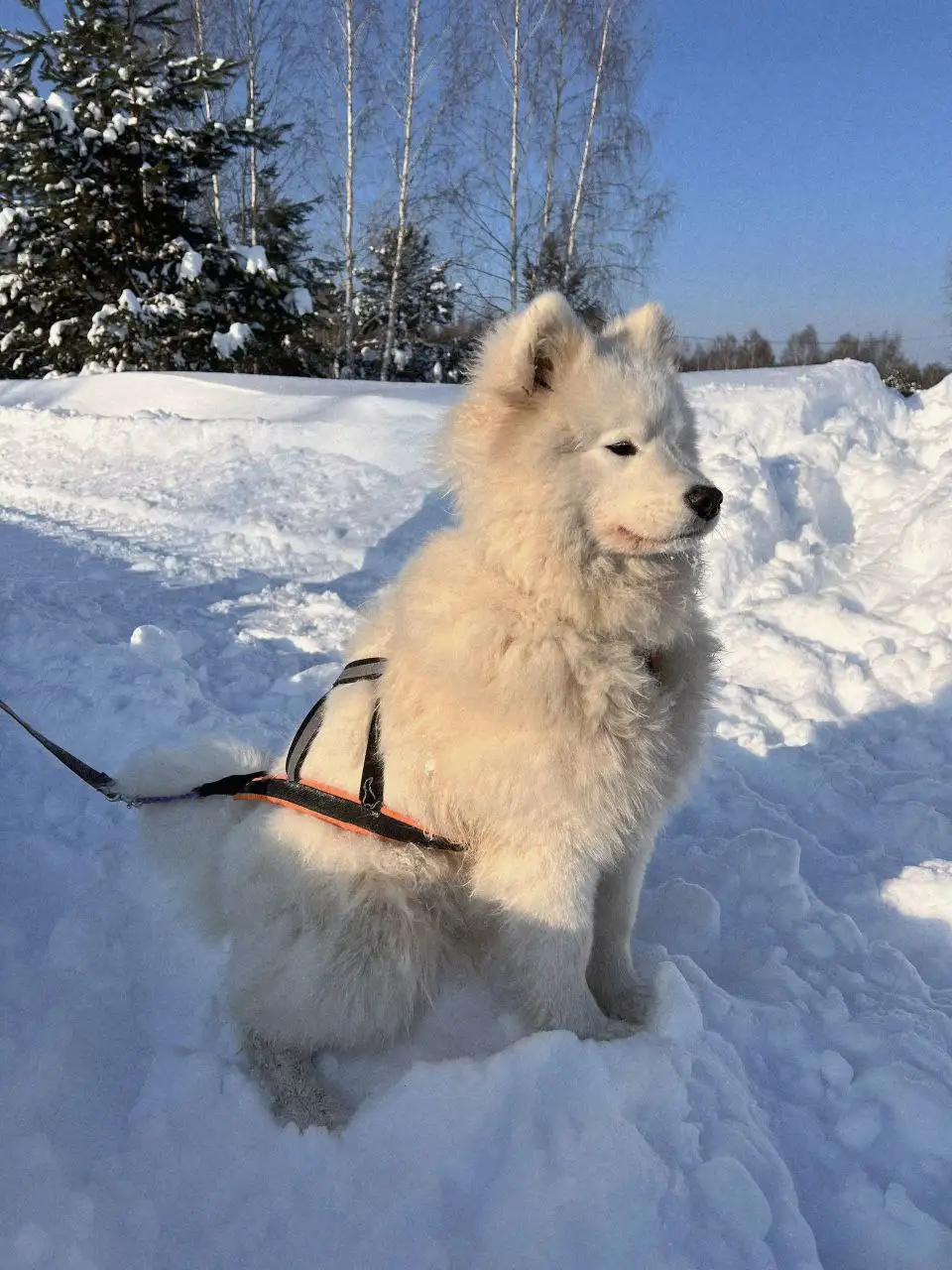 Продажа щенка самоеда 8 месяцев - Собаки (Животные) в Нижний Новгород