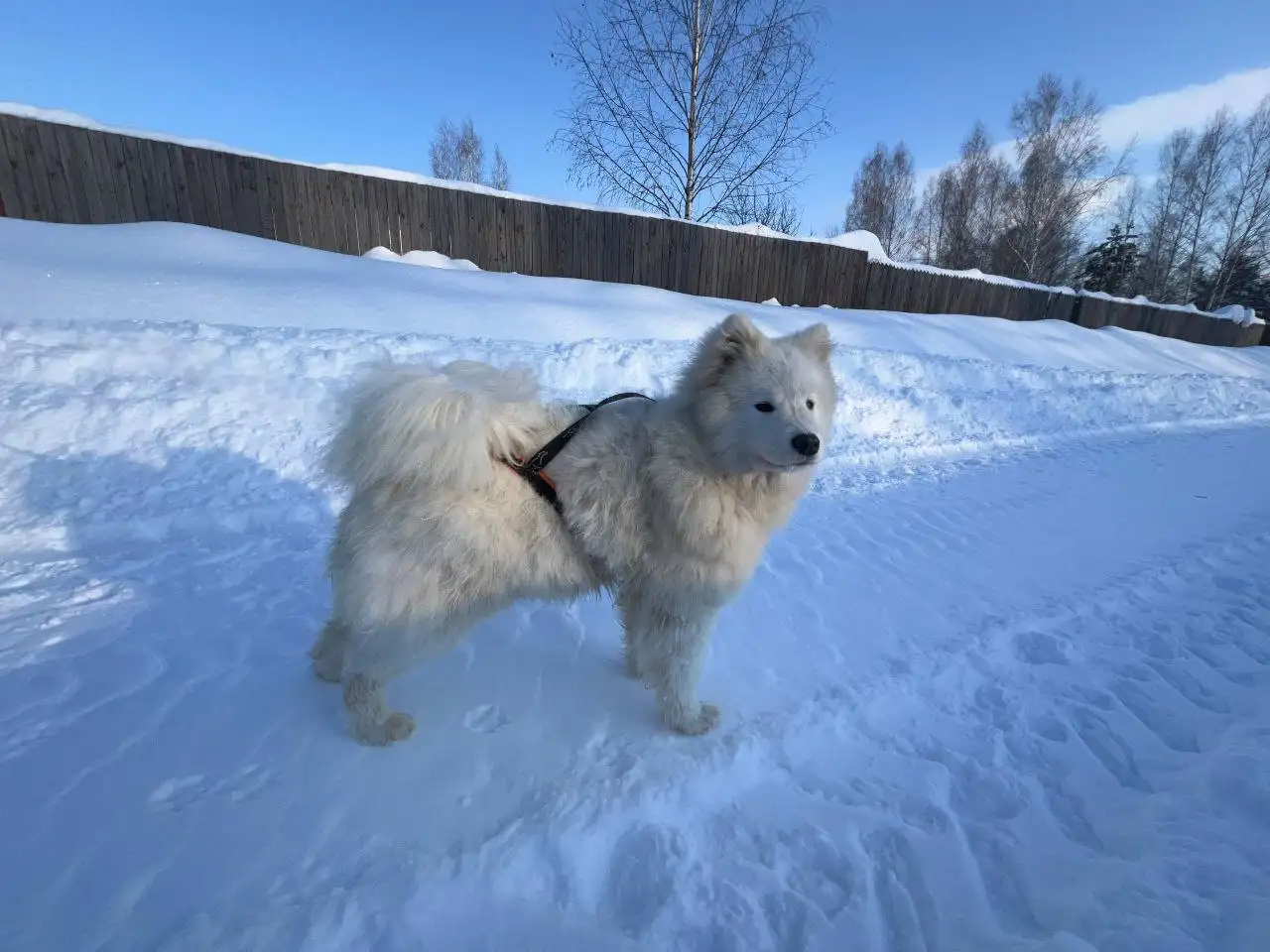Продажа щенка самоеда 8 месяцев - Собаки (Животные) в Нижний Новгород