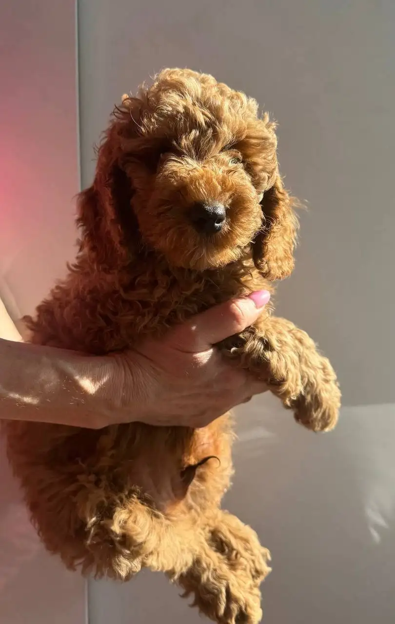 Щенки пуделя малого (среднего) размера, 2 месяца - Собаки (Животные) в Нижний Новгород