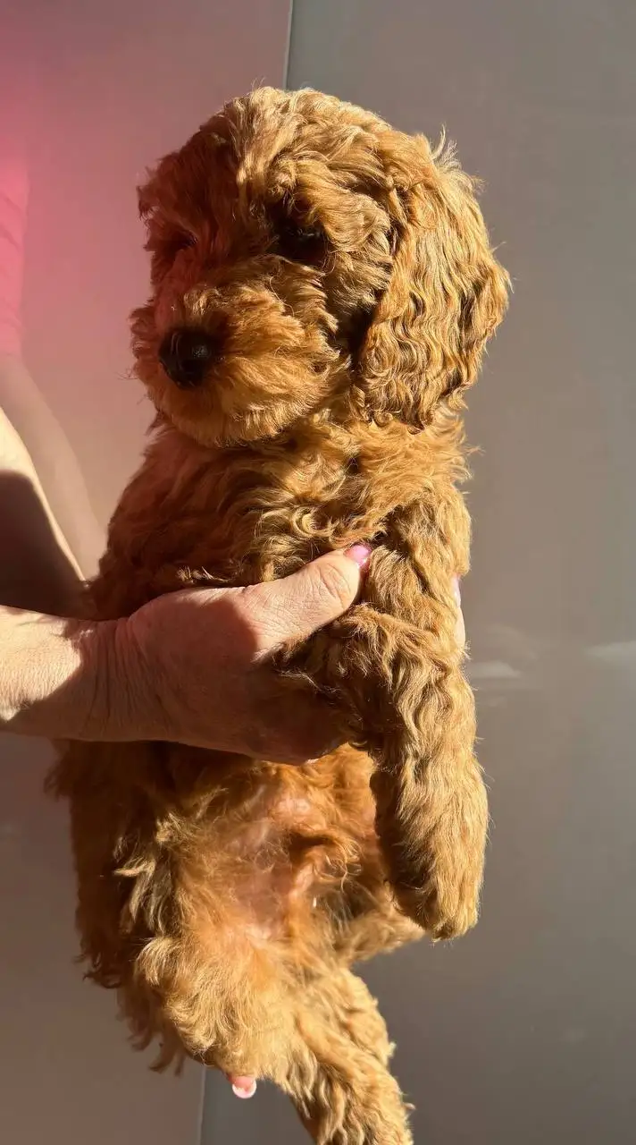 Щенки пуделя малого (среднего) размера, 2 месяца - Собаки (Животные) в Нижний Новгород