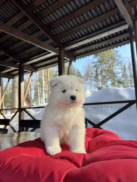 База отдыха «Щукино» в Нижегородской области - Музыкальные инструменты в Нижний Новгород