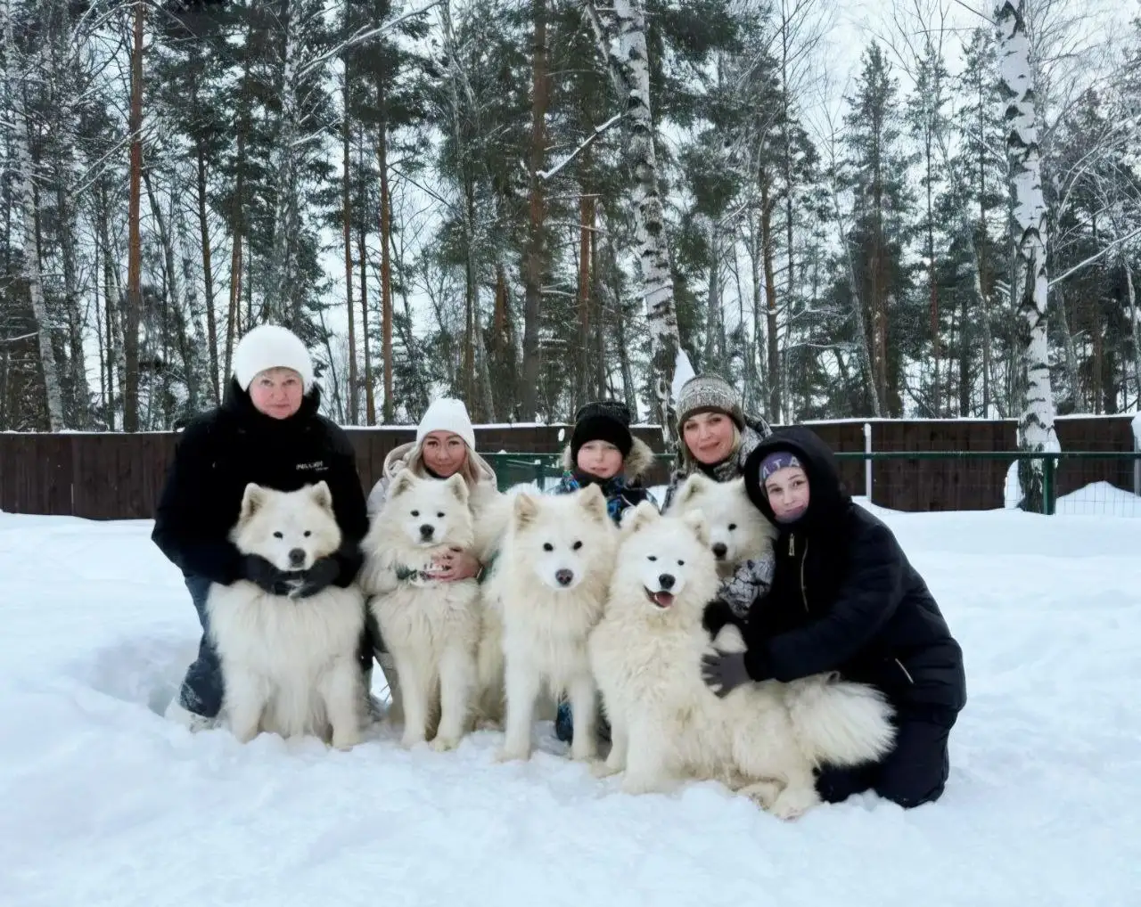 Продажа щенков и взрослых самоедов от заводчика - Собаки (Животные) в Нижний Новгород
