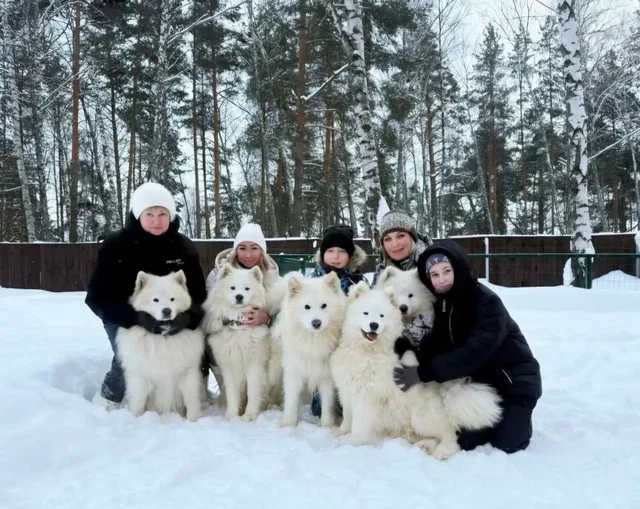 Продажа щенков и взрослых самоедов от заводчика - Кошки в Нижний Новгород