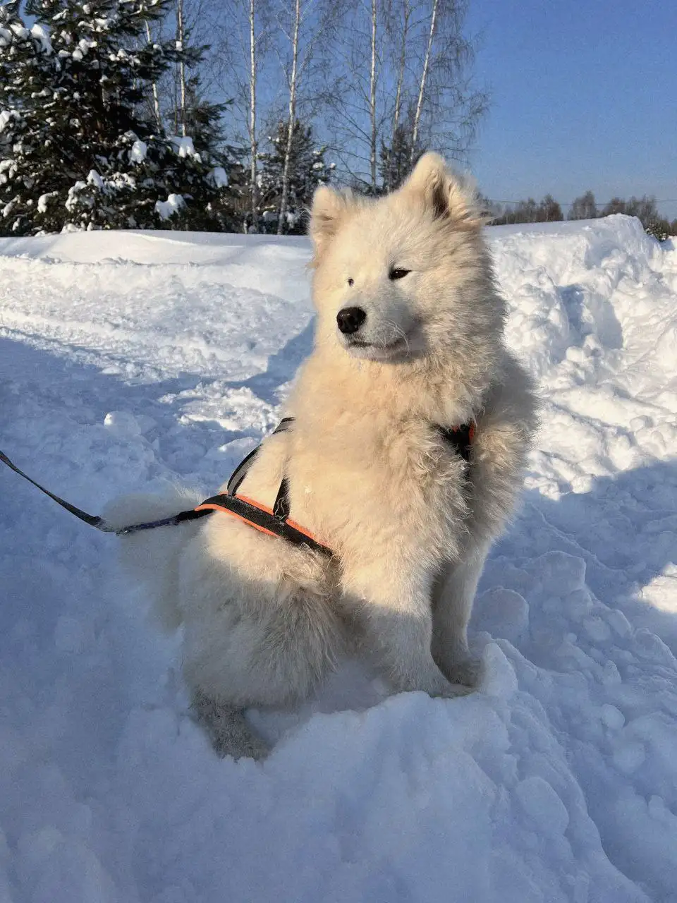 Продажа щенков и взрослых самоедов от заводчика - Собаки (Животные) в Нижний Новгород
