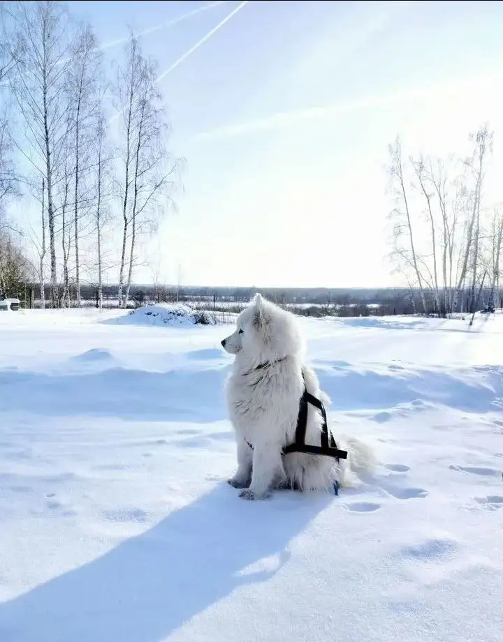 Продажа щенков и взрослых самоедов от заводчика - Собаки (Животные) в Нижний Новгород