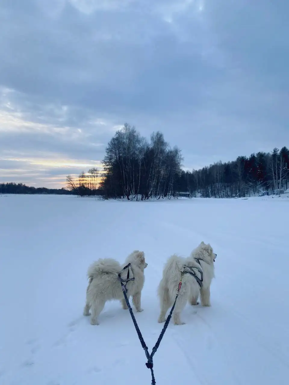 Продажа щенков и взрослых самоедов от заводчика - Собаки (Животные) в Нижний Новгород
