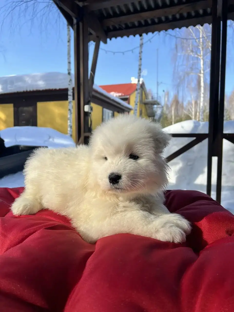 Щенок самоедской лайки от заводчика - Собаки (Животные) в Нижний Новгород