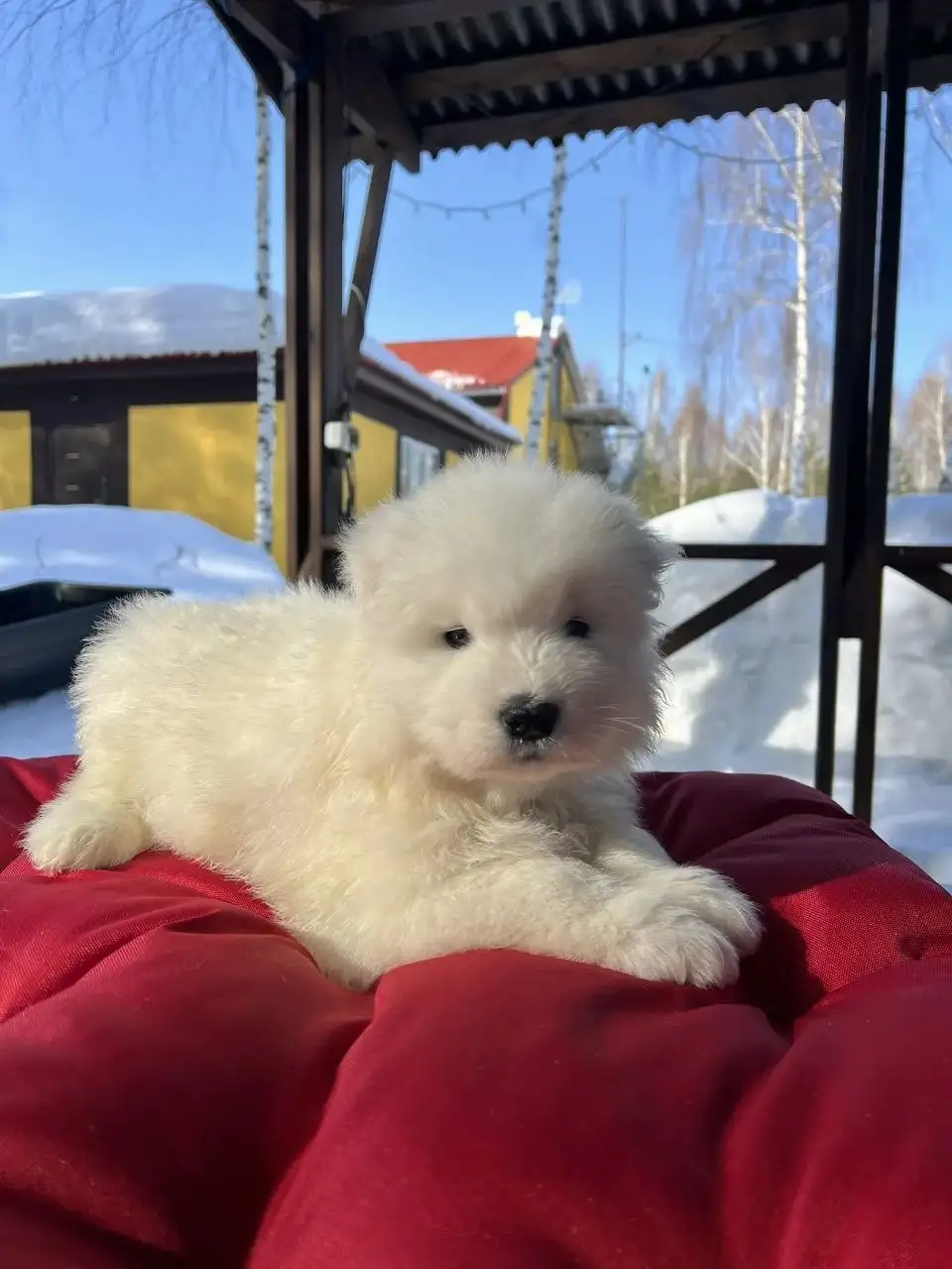 Щенок самоедской лайки от заводчика - Собаки (Животные) в Нижний Новгород